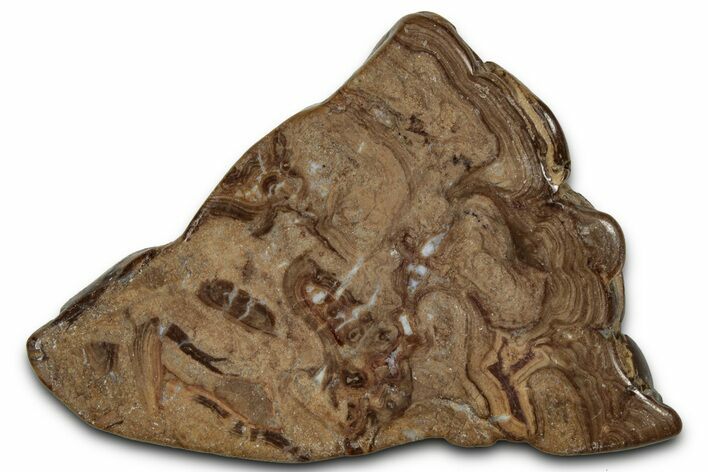 Polished Fossil Stromatolite (Chlorellopsis?) Slab - Wyoming #357260